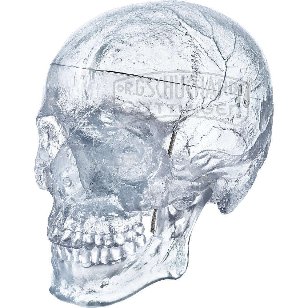 Künstlicher Homo-Schädel  transparent Modell SOMSO®