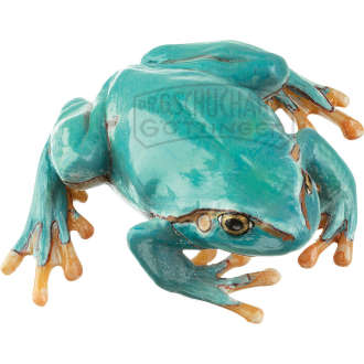 Laubfrosch  seltene hellblaue Varietät  Weibchen Modell SOMSO®