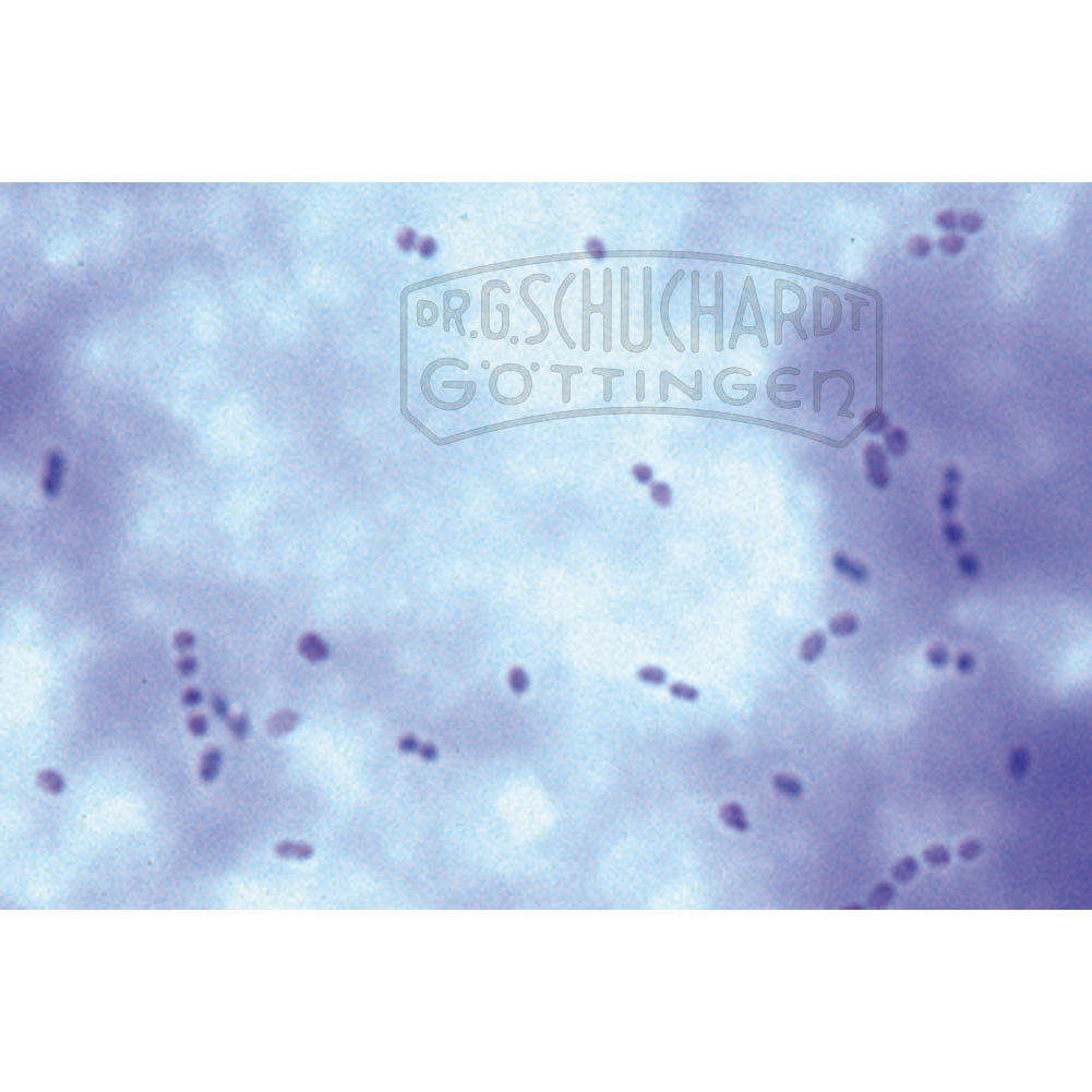 Streptococcus lactis, Milchsäurebildner