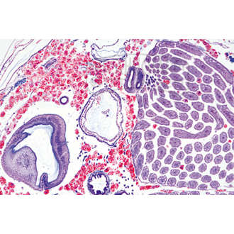 Apis mellifera, Drohne, Abdomen mit Hoden, quer