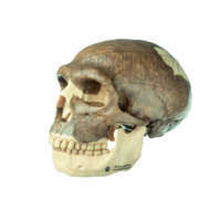 Schädelrekonstruktion von Homo neanderthalensis Modell SOMSO®