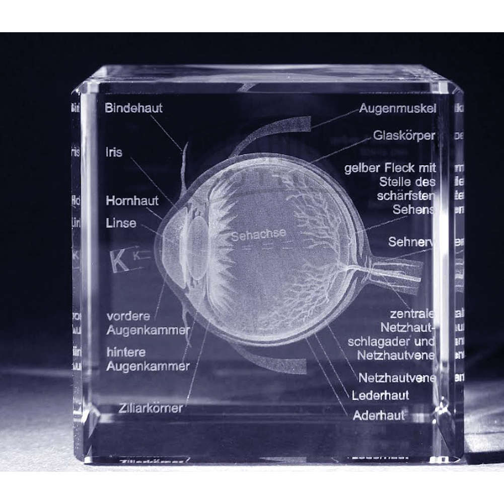 3-D Modelle in Glas, Auge mit Beschreibung