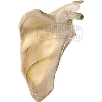 Schulterblatt (Scapula) Modell SOMSO®