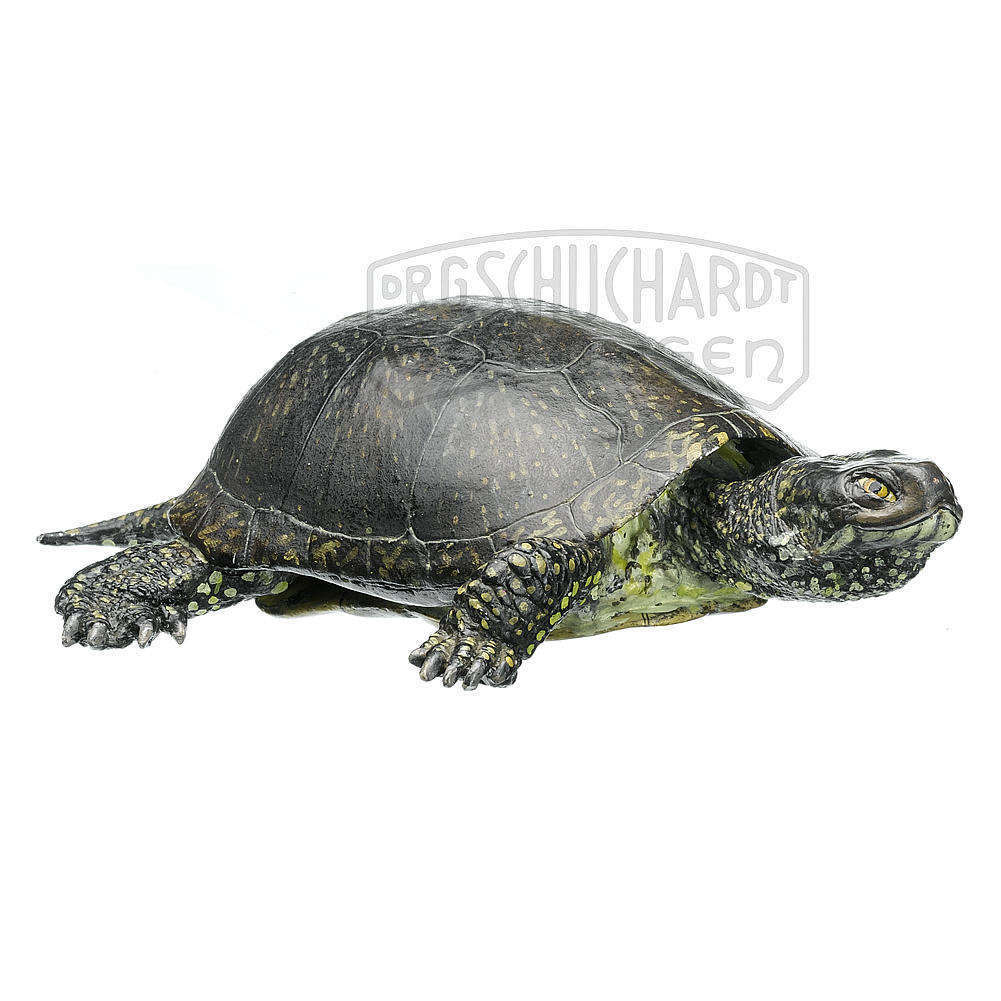 Europäische Sumpfschildkröte  Männchen Modell SOMSO®