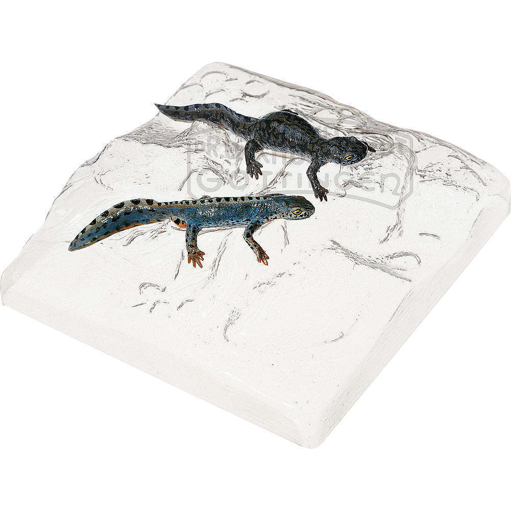 Berg- oder Alpenmolch  Männchen & Weibchen in Wassertracht Modell SOMSO®