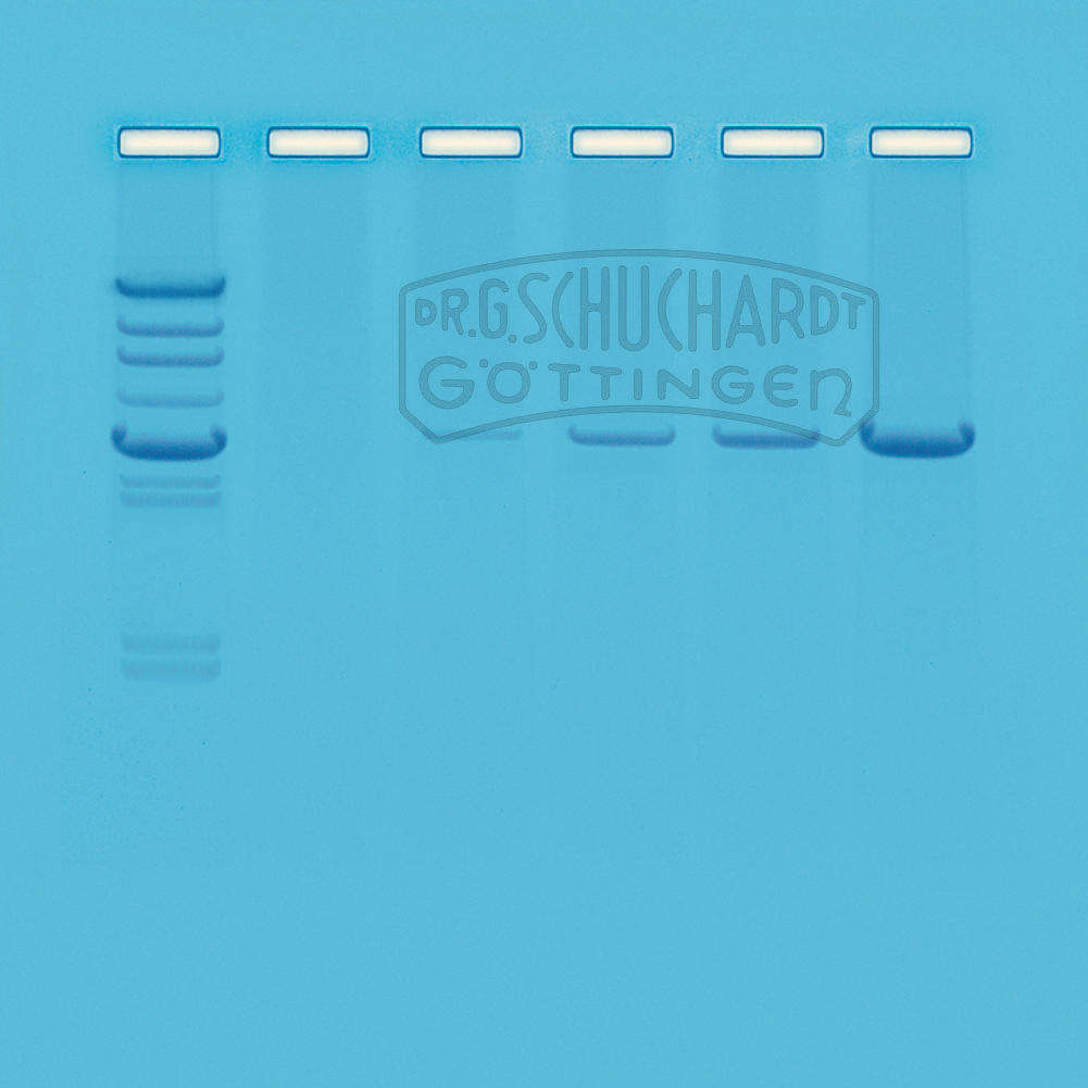 Versuchsset Polymerasekettenreaktion (PCR) - eine Einführung