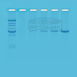 Versuchsset Polymerasekettenreaktion (PCR) - eine Einführung