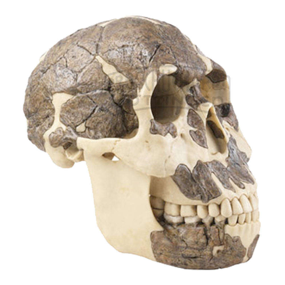 Schädelrekonstruktion von Homo rudolfensis Modell SOMSO®