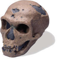 Neanderthaler Schädel DeLuxe