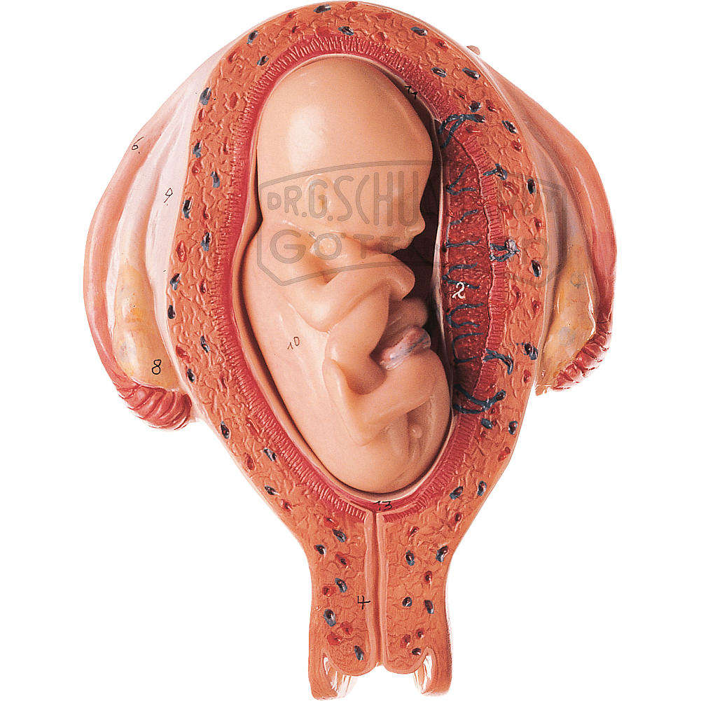 Uterus mit Fetus im 5. Monat Modell SOMSO®