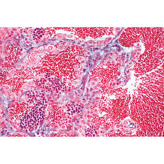 LIEDER Histologie der Wirbeltiere (Vertebraten) 25 Präparate