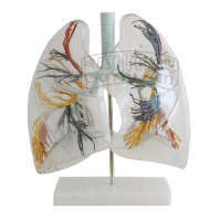 Bronchialbaum mit Kehlkopf & transparenten Lungenflügeln Standard