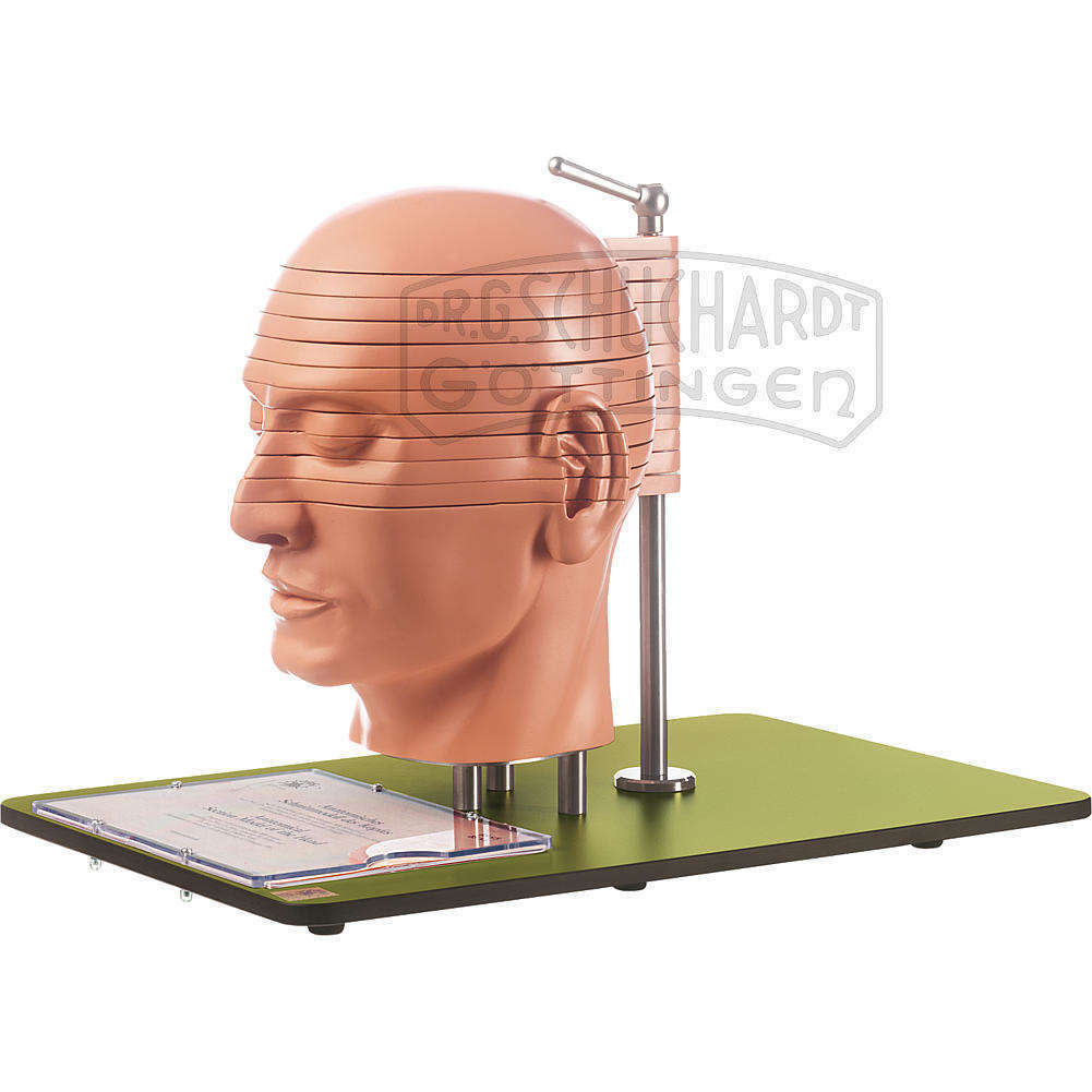 Anatomisches Schnittmodell des Kopfes (in Verbindung mit entsprechenden CT- & MR-Aufnahmen) Modell SOMSO®