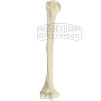 Oberarmknochen (Humerus) Modell SOMSO®