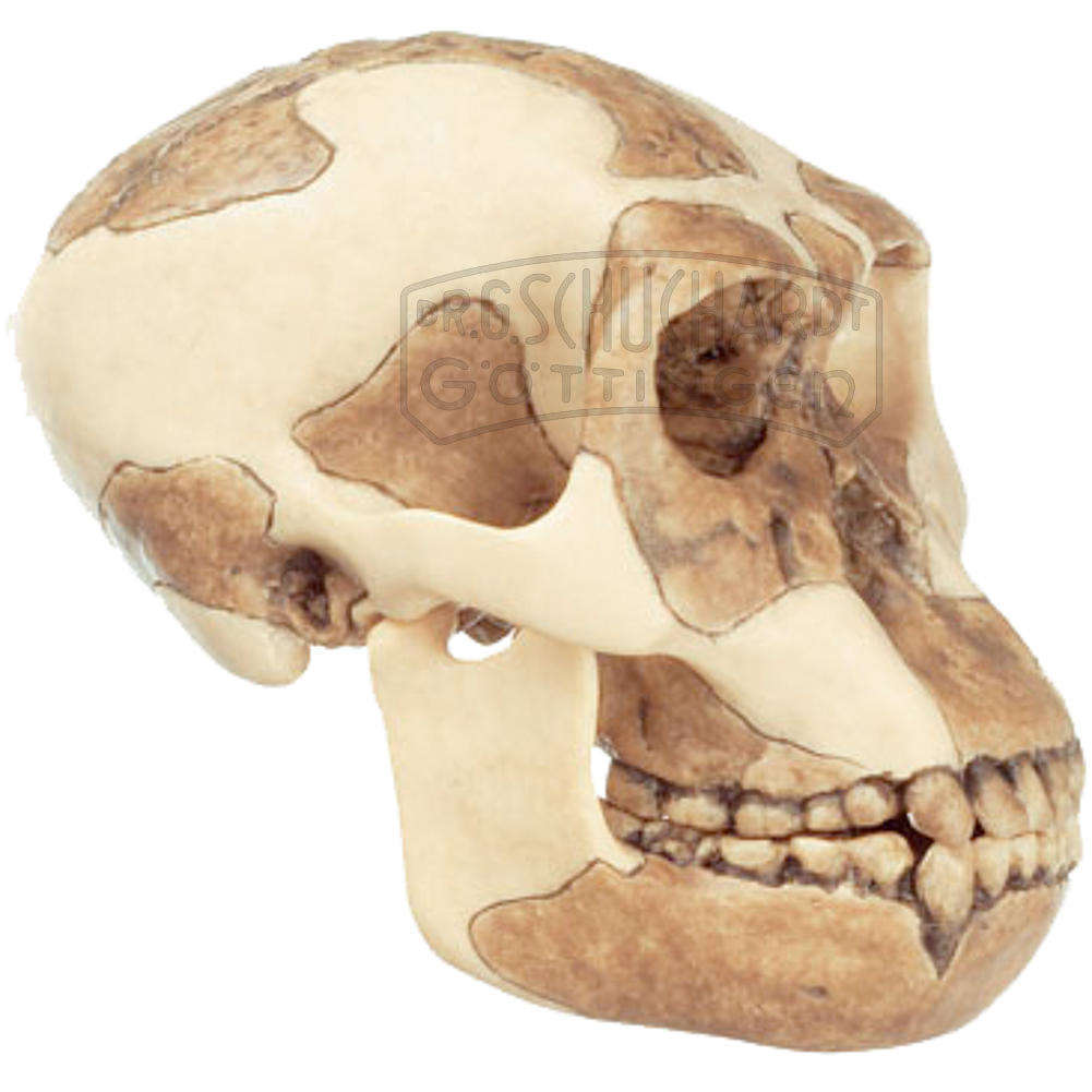 Schädelrekonstruktion von Homo habilis (O.H. 24) Modell SOMSO®