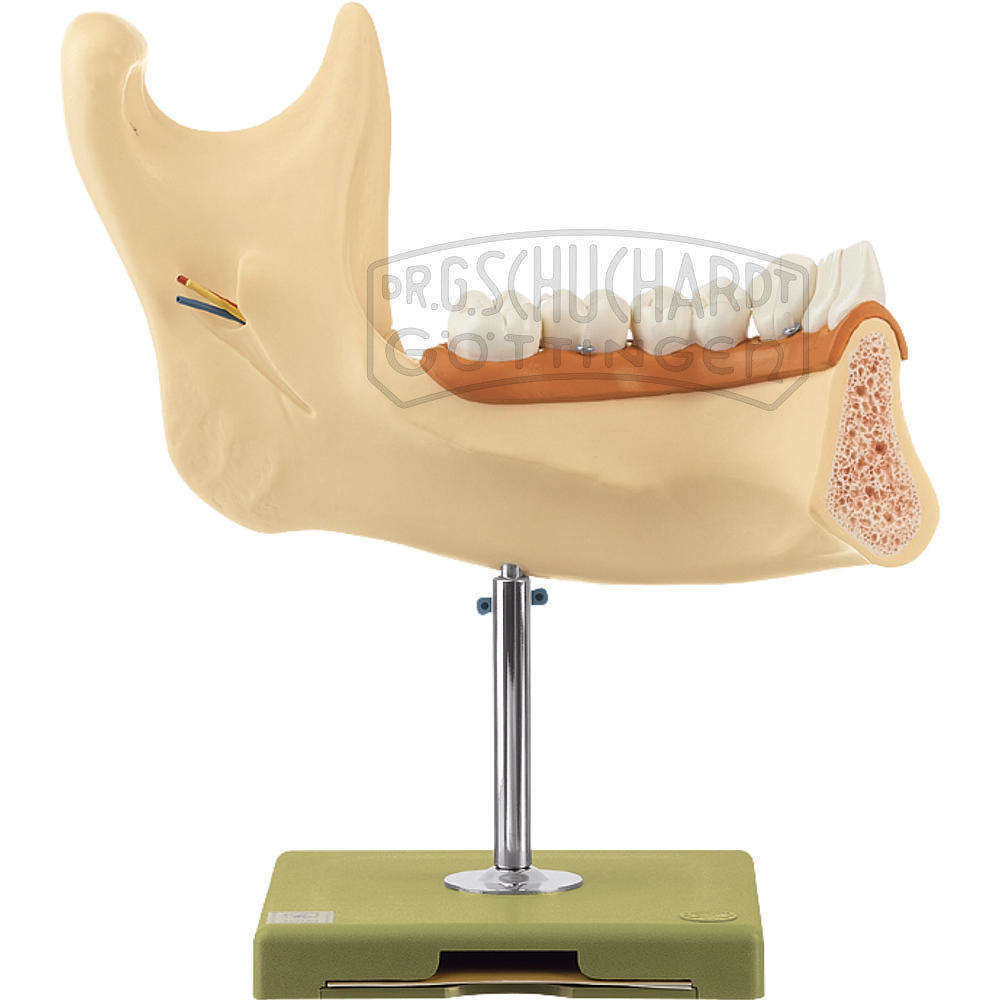 Unterkiefer eines Achtzehnjährigen Modell SOMSO®