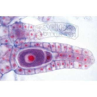 Marchantia, Lebermoos, Archegonienträger längs