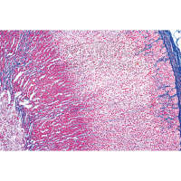 LIEDER Histologie: Hormonorgane 6 Mikropräparate