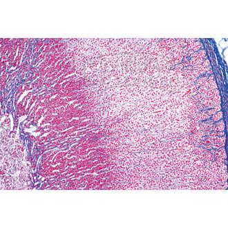 LIEDER Histologie: Hormonorgane 6 Mikropräparate