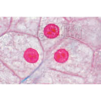 LIEDER Histologie: Zellen & Zellteilung 10 Mikropräparate