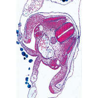 LIEDER Multimediapaket Lehrer: Embryologie & Entwicklung der Tiere Ergänzungssatz von 12 Einheiten