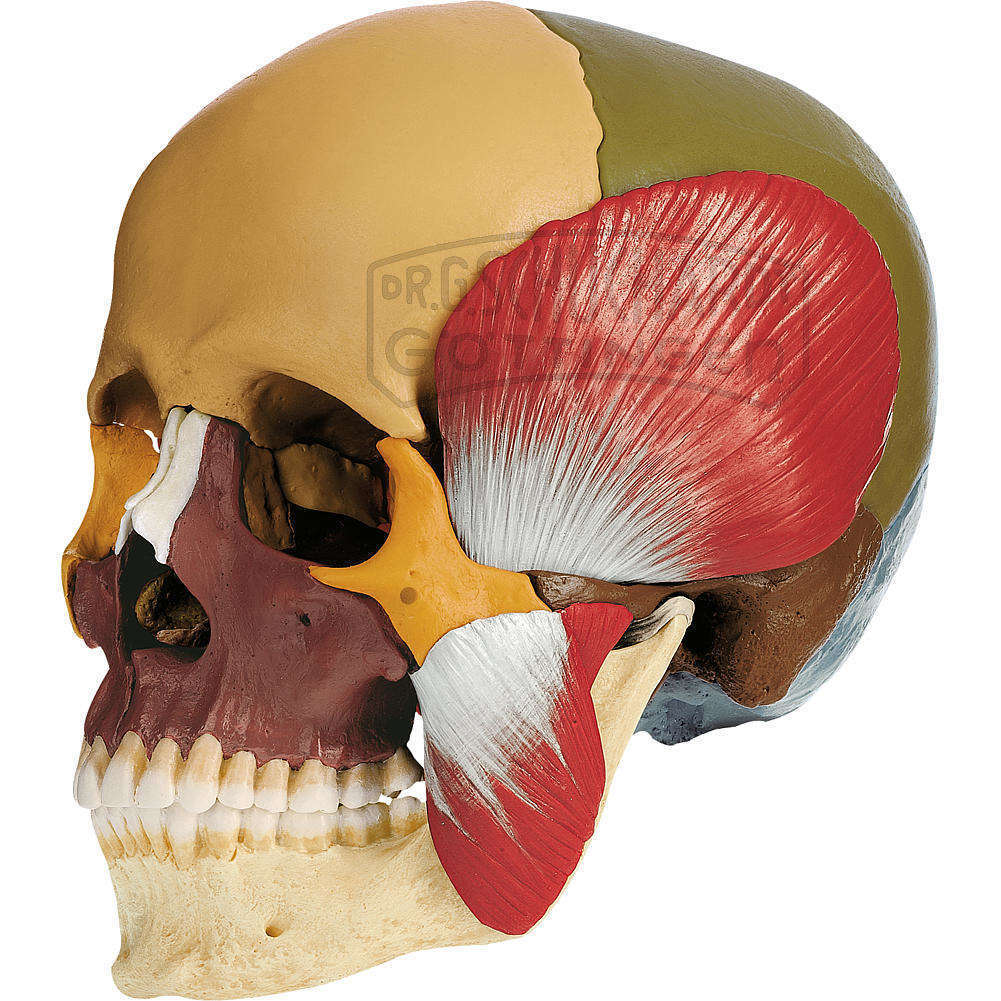 Schädelmodell 18-teilig mit Kaumuskulatur Modell SOMSO®