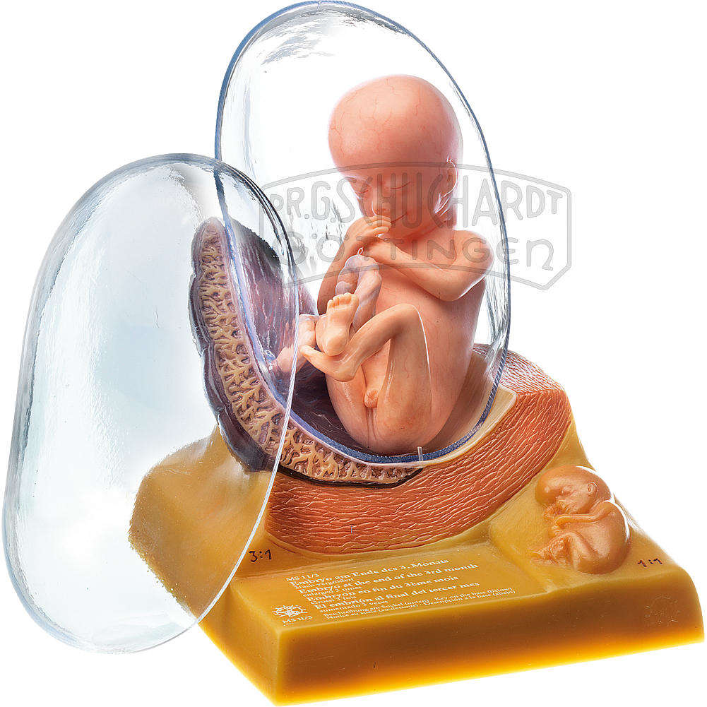 Menschlicher Embryo im 3. Monat Modell SOMSO®