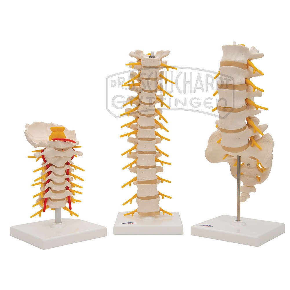 Wirbel Anatomie Set