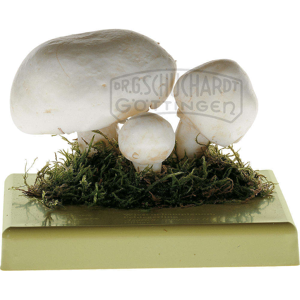 Wiesenchampignon  Feldegerling Modell SOMSO®