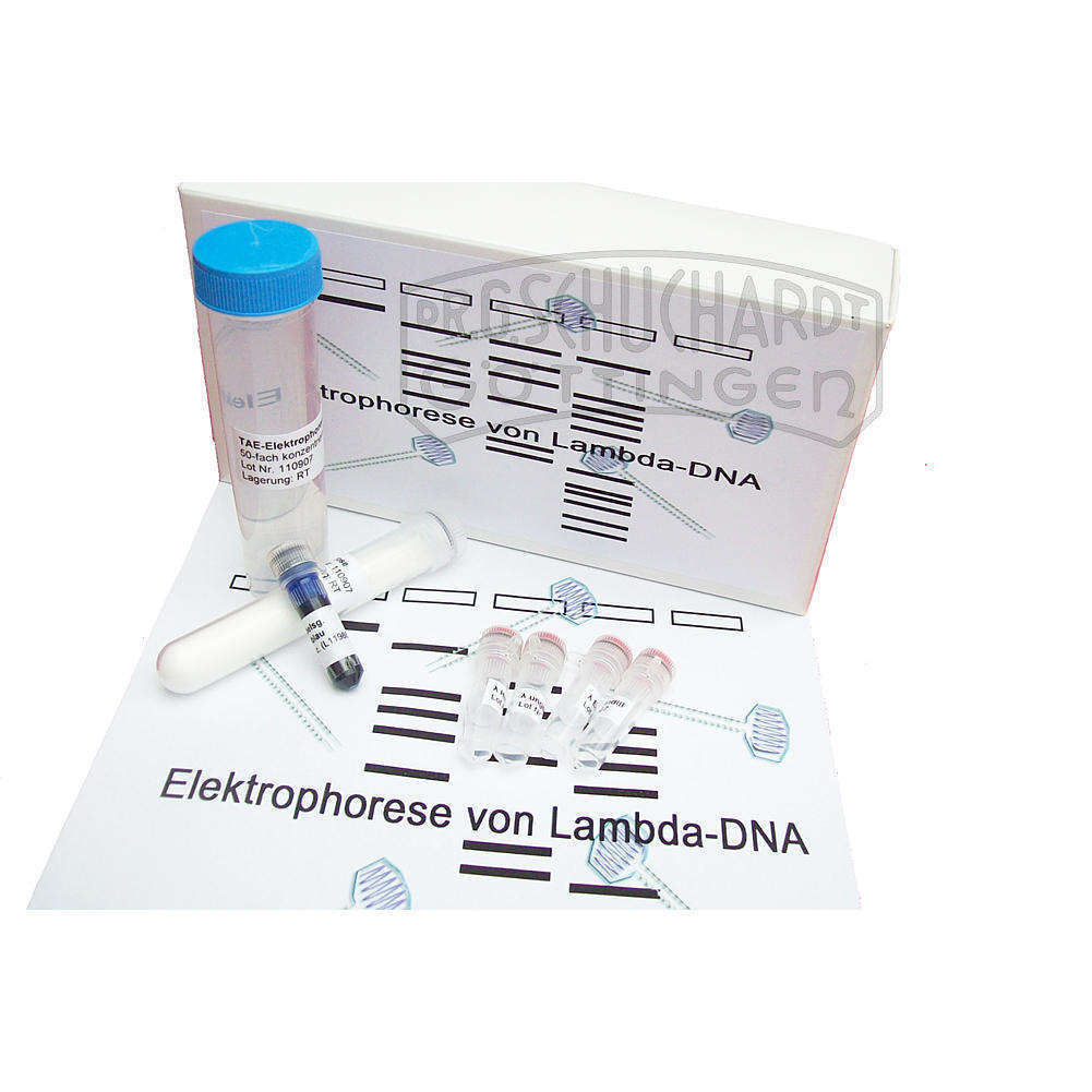 Elektrophorese von Lambda-DNA