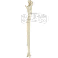 Elle (Ulna) Modell SOMSO®