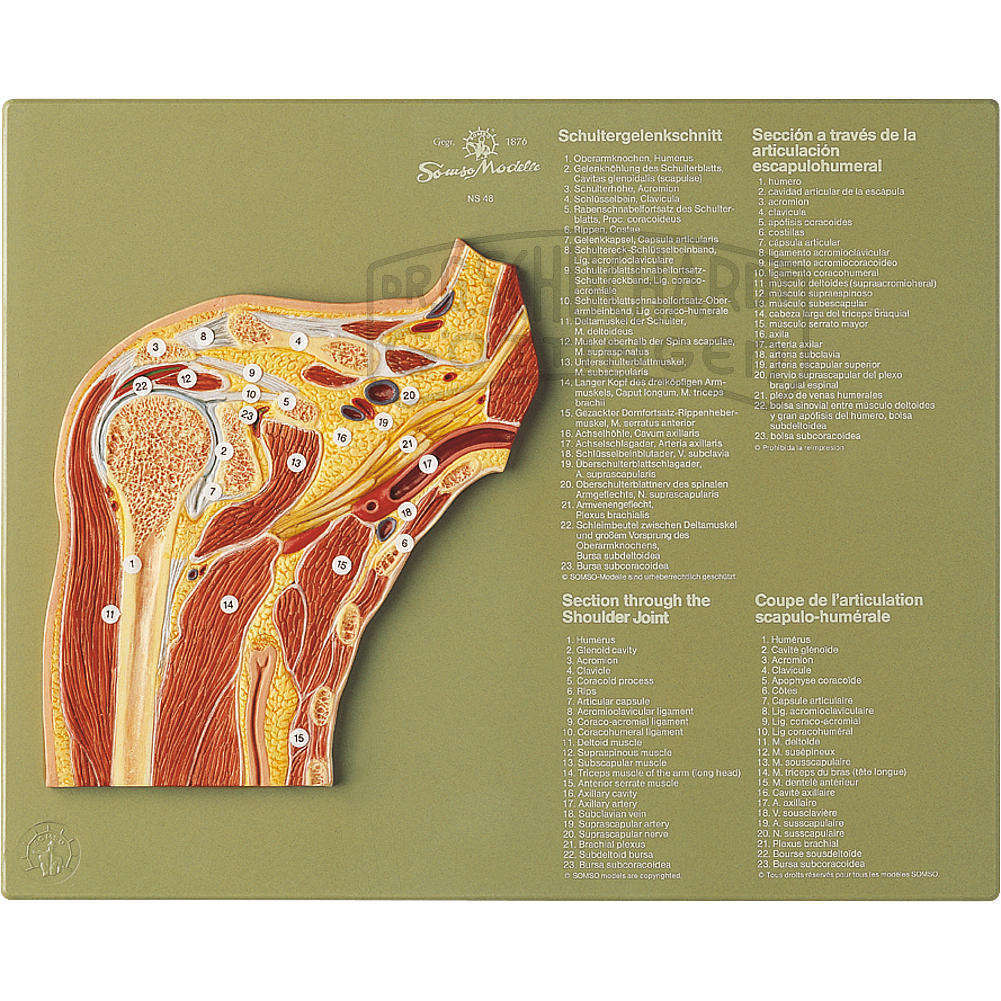 Gelenkschnitt "Schultergelenk" Modell SOMSO®