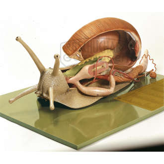 Weinbergschnecke  Modell SOMSO®