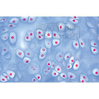 LIEDER Histologie: Knochen & Knorpel 11 Mikropräparate