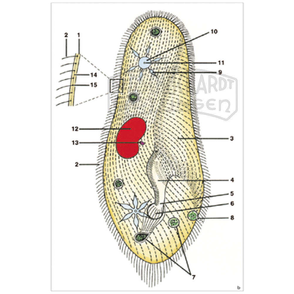 LIEDER Multimediapaket Schüler: Protozoen Basissatz 8 Einheiten