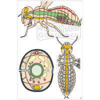 LIEDER Multimediapaket Schüler: Insekten Ergänzungssatz 12 Einheiten
