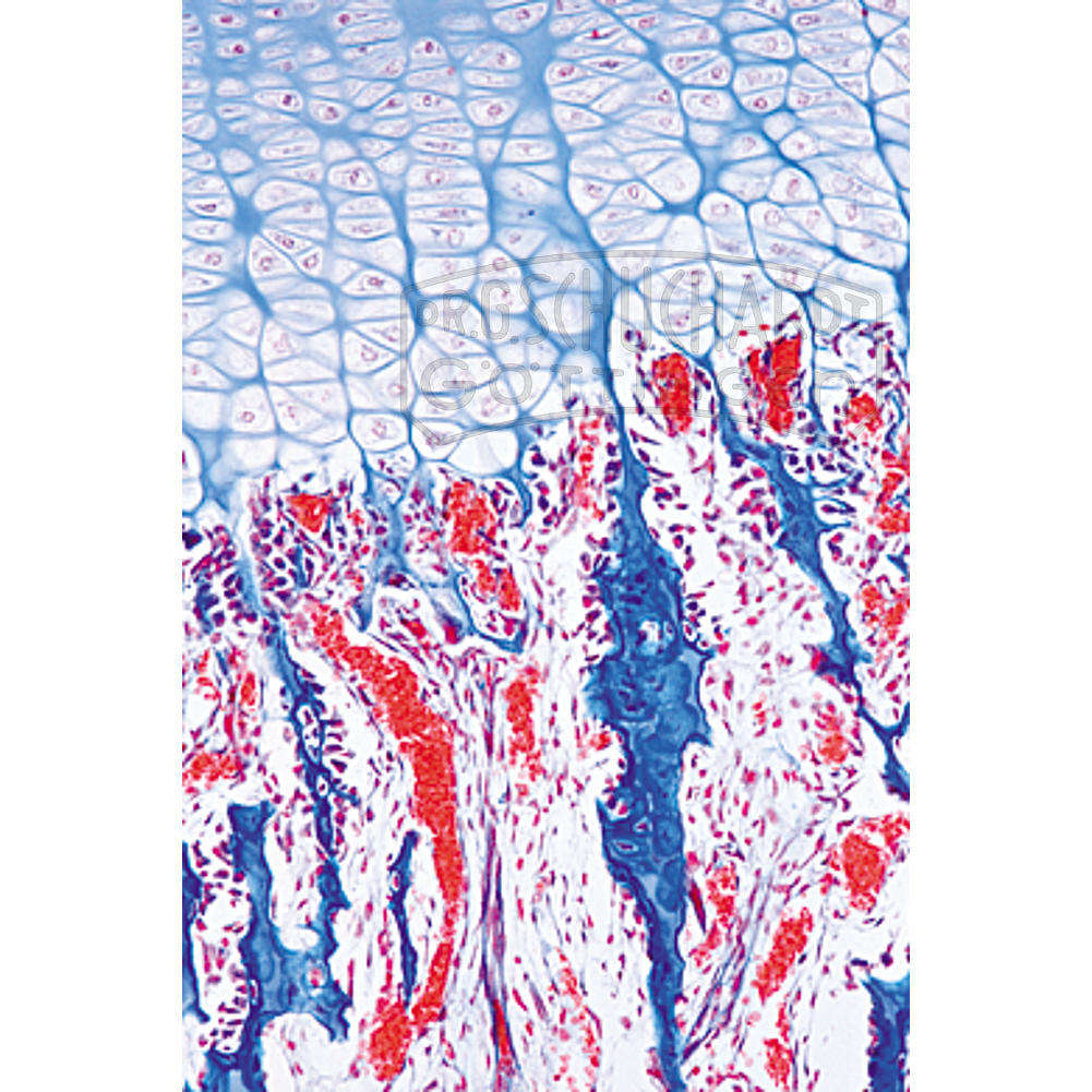 LIEDER Multimediapaket Schüler: Histologie Mensch & Säugetiere Ergänzungssatz II von 12 Einheiten