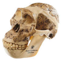 Schädelrekonstruktion von Australopithecus africanus Modell SOMSO®