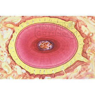 LIEDER Histologie: Verdauungssystem 15 Mikropräparate