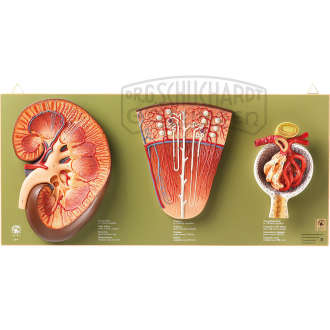 Niere  Nephron & Nierenkörperchen Modell SOMSO®