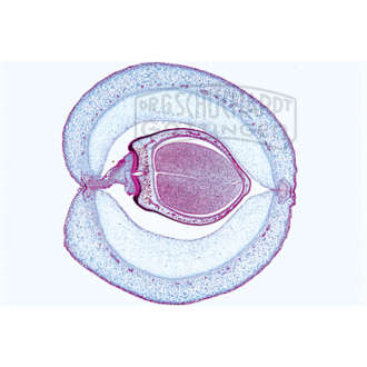 Phaseolus, Bohne