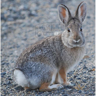 Tierpräparat Wildkaninchen Stopfpräparat