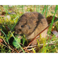 Tierpräparat Feldmaus Stopfpräparat