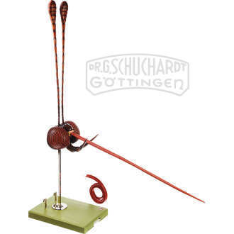 Schmetterlingskopf Modell SOMSO®