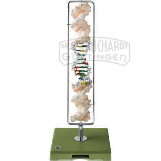 DNS-Doppelhelix (Typ B-DNS) Modell SOMSO®