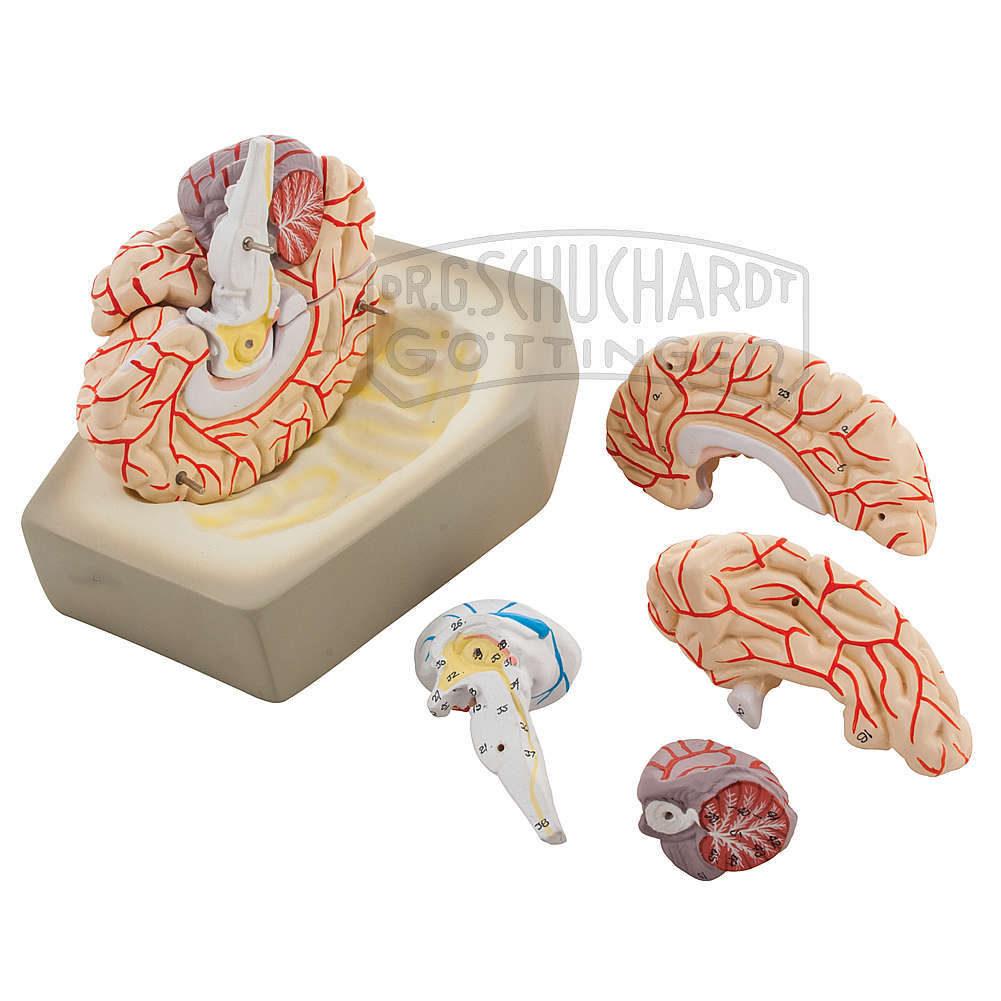 Gehirn 8-teiliges Standard