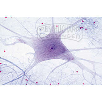 Motorische Nervenzellen