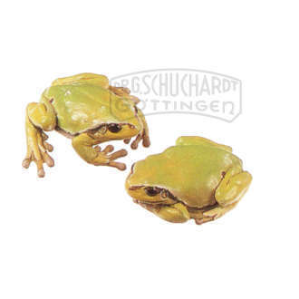 Laubfrosch  weiblich  Modellpaar SOMSO®