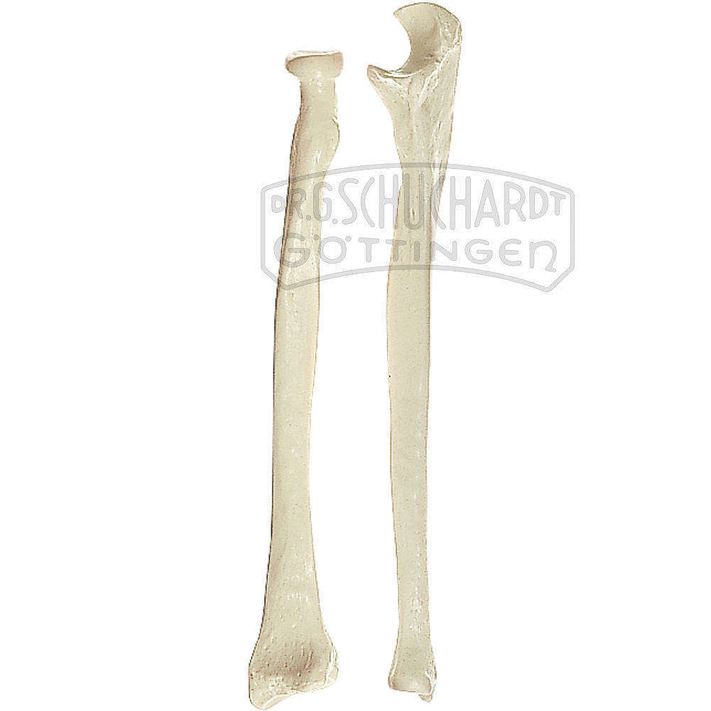 Unterarmknochen (Ulna et Radius) Modell SOMSO®