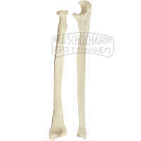 Unterarmknochen (Ulna et Radius) Modell SOMSO®